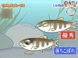 優秀なヤマメと、エサの取れない落ちこぼれのヤマメ
